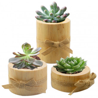 Mini petits pots bois décoration de table bougeoir petite plante grasse cactus succulente