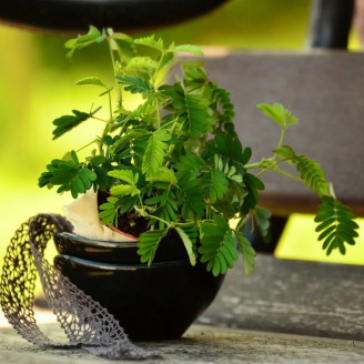 Mimosa Pudica, plante sensitive, Mimosa pudique, graines rares