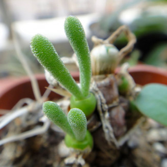 Monilaria obconica, graines de succulentes plante lapin, seeds, monilaria moniliformis