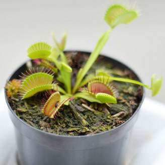 Dionaea Muscipula, Dionée attrape-mouche, graines, seeds, plante carnivore fascinante qui piège les insectes