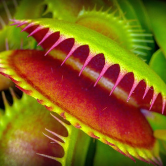 Une plante carnivore qui attrape les moustiques