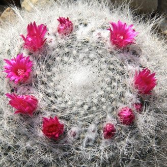 Mammillaria Hahniana, mammillaire, graines, seeds, épines fines rouges, poils blancs, cactus Cactaceae