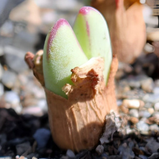 Conophytum bilobum, graines, seeds, christiansenianum, linearilucidum, conradii, lavisianum, leucanthum , vlakmynense, elishae