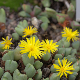 Conophytum bilobum, graines, seeds, christiansenianum, linearilucidum, conradii, lavisianum, leucanthum , vlakmynense, elishae