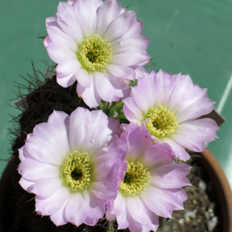 Acanthocalycium spiniflorum, Echinopsis spiniflora, graines, seeds, Cactaceae, floraison spectaculaire