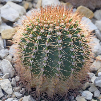 Acanthocalycium spiniflorum, Echinopsis spiniflora, graines, seeds, Cactaceae, floraison spectaculaire