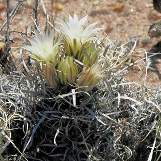 Cactus Toumeya papyracantha, Sclerocactus papyracanthus, Paper-spined Cactus, Cactus à épines en papier, Grama Grass Cactus