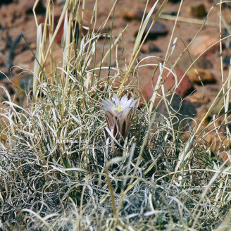 Cactus Toumeya papyracantha, Sclerocactus papyracanthus, Paper-spined Cactus, Cactus à épines en papier, Grama Grass Cactus