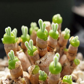 Monilaria obconica, graines de succulentes plante lapin, seeds, monilaria moniliformis