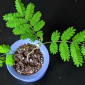 Mimosa Pudica Bonsaï (10 Graines)