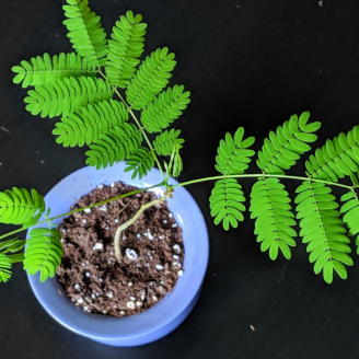 Mimosa Pudica, plante sensitive, Mimosa pudique, graines rares