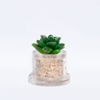 Mini plante Pina - MINICACTUS®