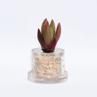 Mini plante cactus minicactus succulente petite plante grasse miniature orostachys japon