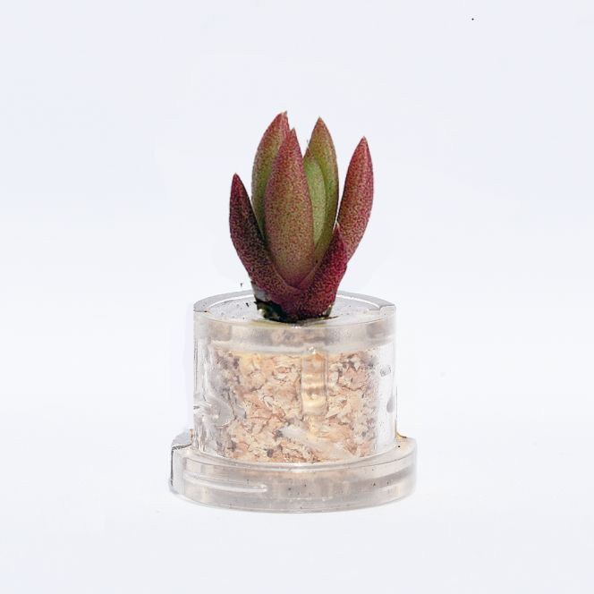 Mini plante cactus minicactus succulente petite plante grasse miniature orostachys japon