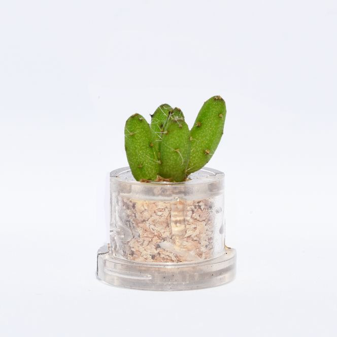 Mini plante cactus minicactus succulente petite plante grasse miniature rhipsalis