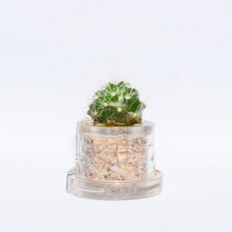 Mini plante cactus minicactus succulente petite plante grasse miniature rebutia