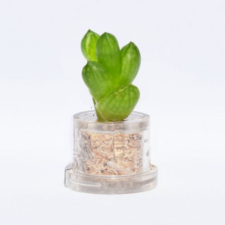 Mini plante cactus minicactus succulente petite plante grasse miniature haworthia