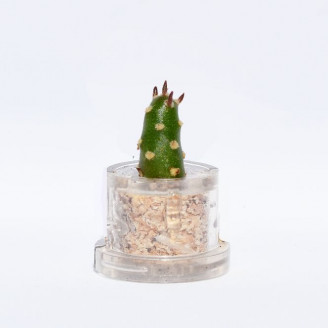 Mini plante cactus minicactus succulente petite plante grasse miniature austrocylindropuntia opuntia