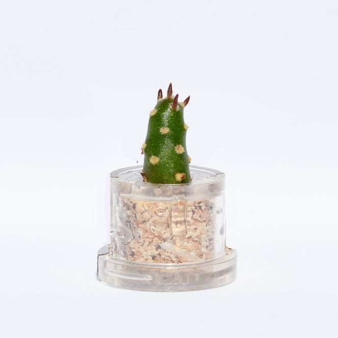 Mini plante cactus minicactus succulente petite plante grasse miniature austrocylindropuntia opuntia