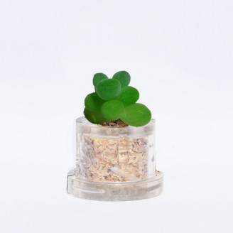 Mini plante cactus minicactus succulente petite plante grasse miniature sedum