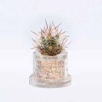 Mini plante cactus minicactus succulente petite plante grasse miniature mammillaria