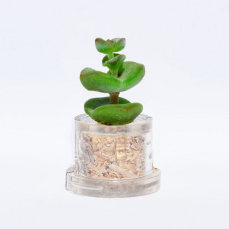 Mini plante cactus minicactus succulente petite plante grasse miniature crassula