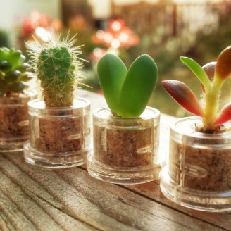 Lot de mini plantes pour mariage - MINICACTUS®