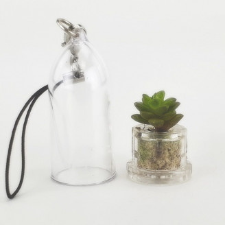 Mini plante cactus minicactus succulente petite plante grasse miniature sedum