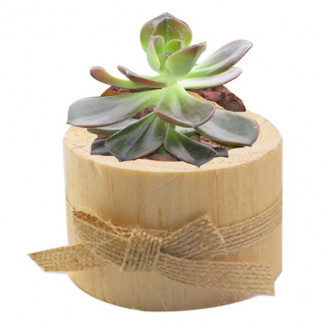 Mini petit pot bois décoration de table bougeoir petite plante grasse cactus succulente