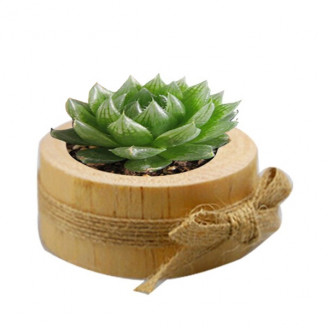 Mini petit pot bois décoration de table bougeoir petite plante grasse cactus succulente