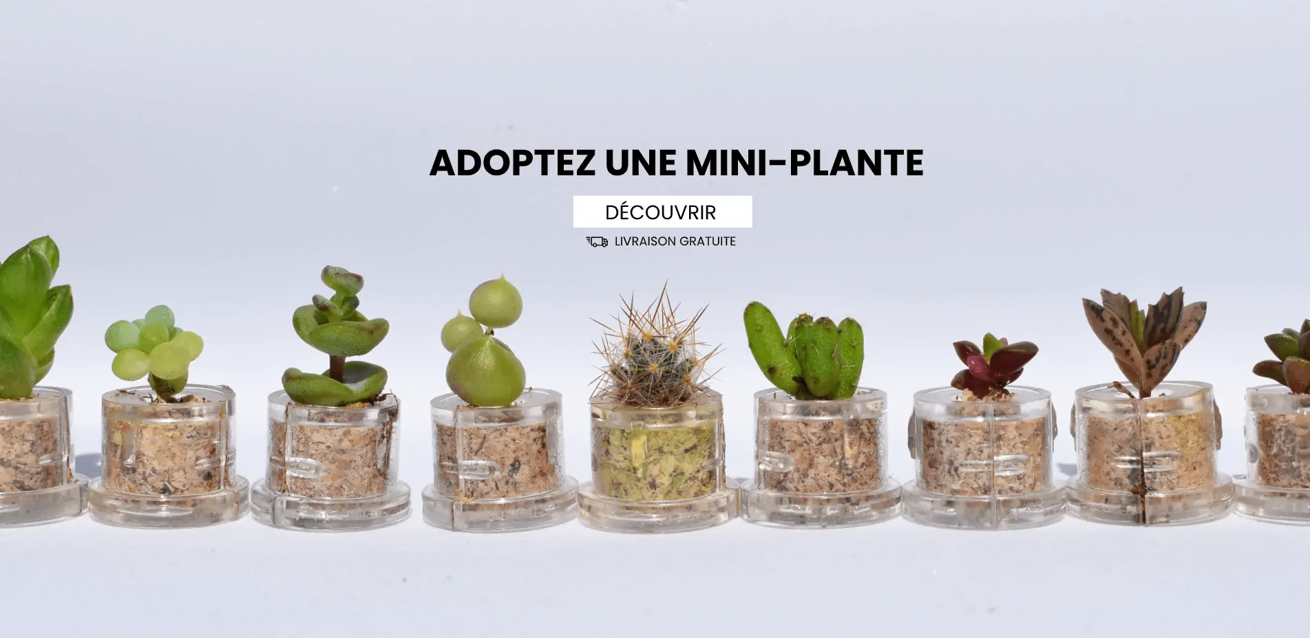 Adoptez un minicactus, la mini plante de poche